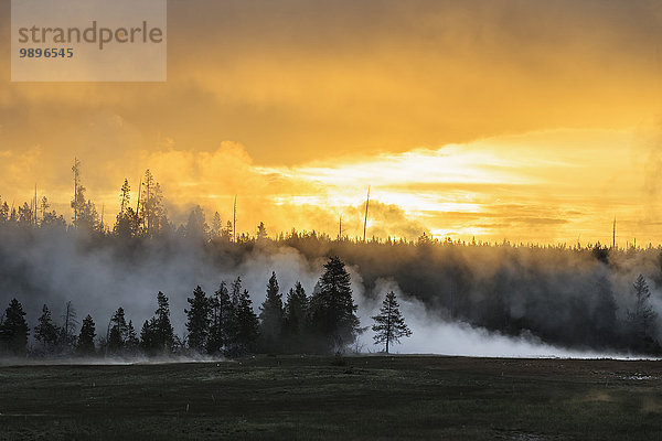 USA  Yellowstone Nationalpark  Morgenstimmung mit heißem Dampf
