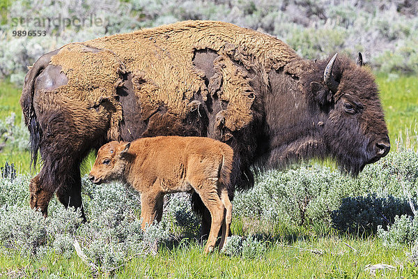 USA  Yellowstone Nationalpark  Bisonmutter und Kalb auf Grasland
