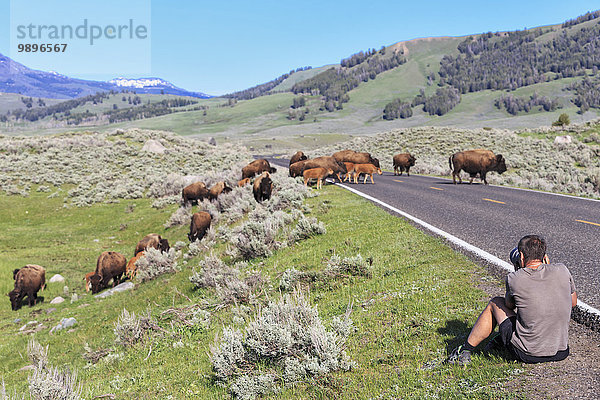 USA  Yellowstone Nationalpark  Wisente überqueren Straße