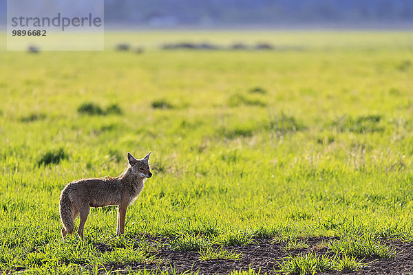 USA  Wyoming  Grand Teton Nationalpark  Kojote  Canis latrans  auf einer Wiese