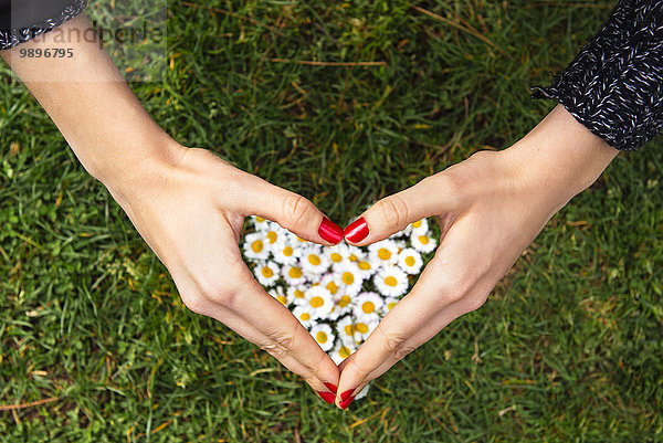 Frauenhände formen ein Herz über Gänseblümchen auf dem Gras