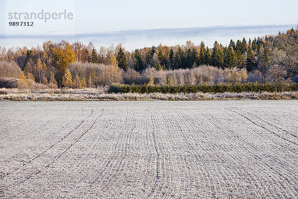Estland  Blick auf den Herbstwald mit gefrorenem Feld im Vordergrund