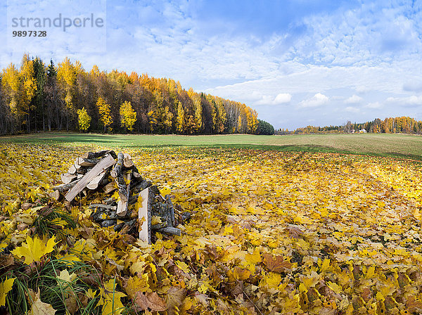 Estland  gelbes Herbstlaub auf dem Feld