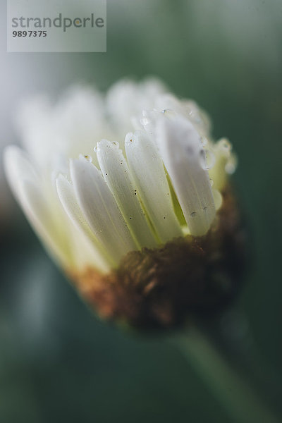 Detail einer Osteospermum-Blume