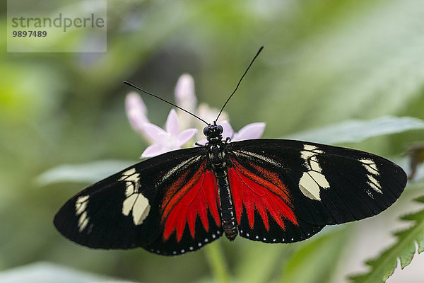 Briefträger Schmetterling im Schmetterlingshaus