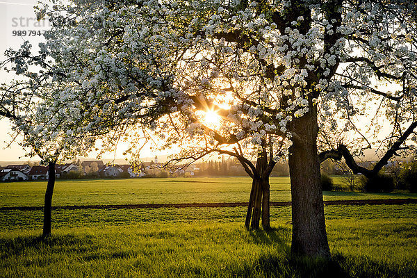 Deutschland  Baden-Württemberg bei Tübingen  blühender Birnbaum auf einer Wiese mit verstreuten Obstbäumen am Abend