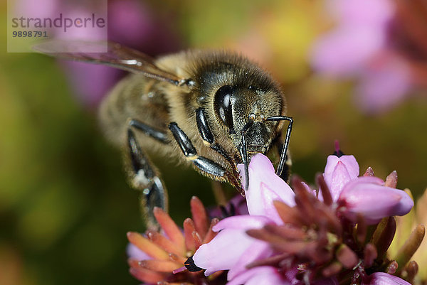 Honigbiene  Apis  auf einer Blüte