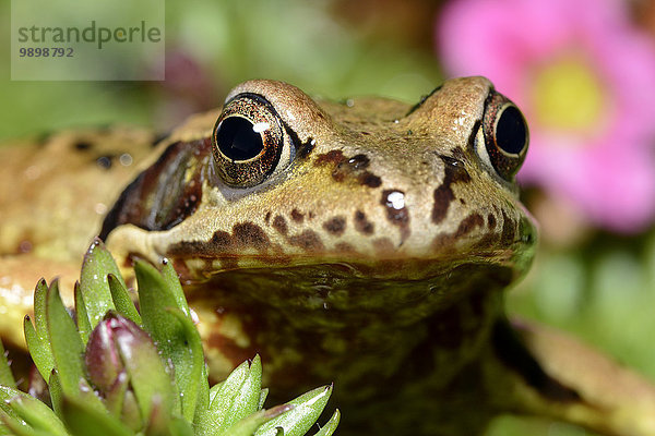 Gewöhnlicher Frosch  Rana temporaria