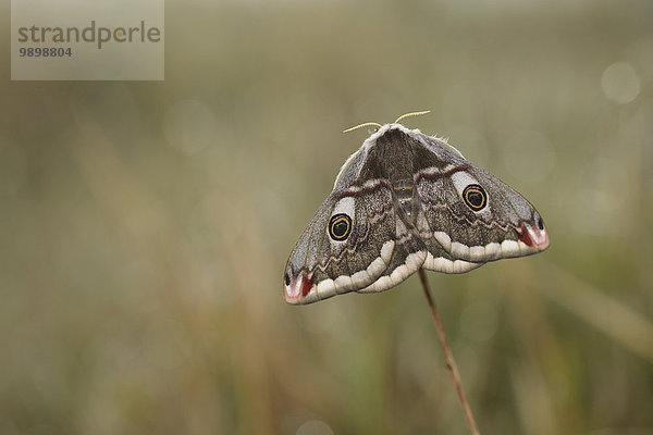 Kaisermotte  Saturnia pavonia  weiblich