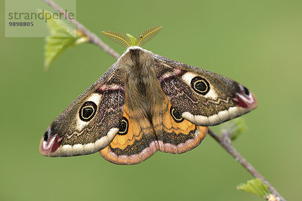 Kaisermotte  Saturnia pavonia  männlich