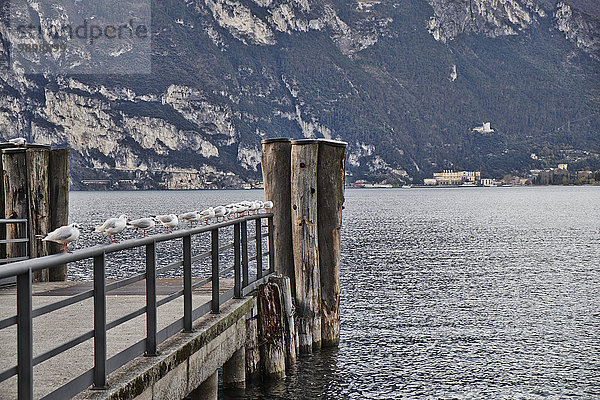 Italien  Torbole  Gardasee  Möwen am Pier