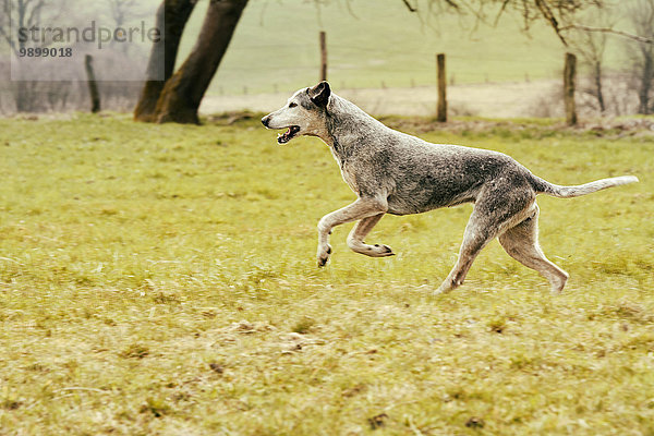 Hund läuft auf der Wiese