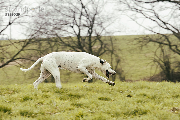 Hund läuft auf der Wiese