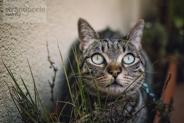 Tabby Katze versteckt sich zwischen den Pflanzen auf einer Terrasse