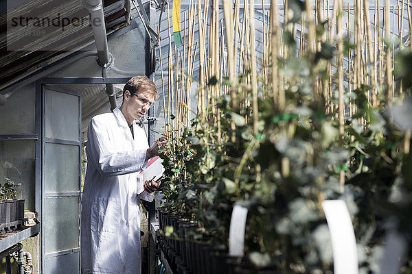 Wissenschaftlerin untersucht Pflanzen im Gewächshaus
