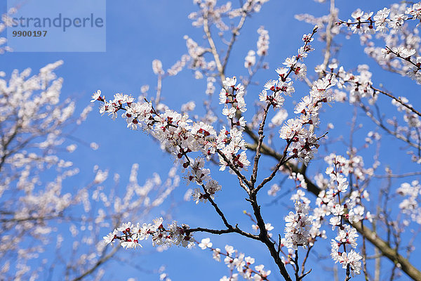 Österreich  Kittsee  Zweig mit Aprikosenblüten