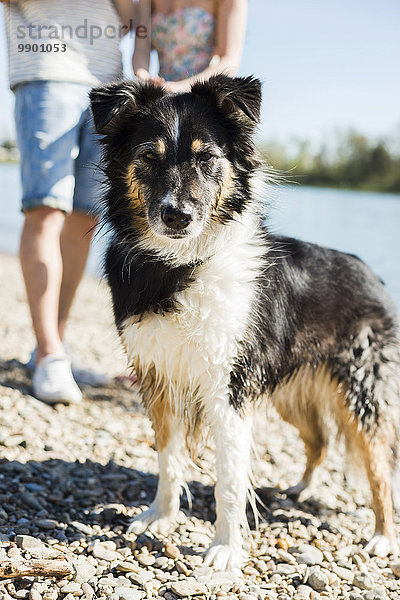 Hund mit nassem Fell am Flussufer