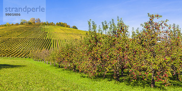 Deutschland  Baden-Württemberg  Remstal  Weinberg und Apfelbäume