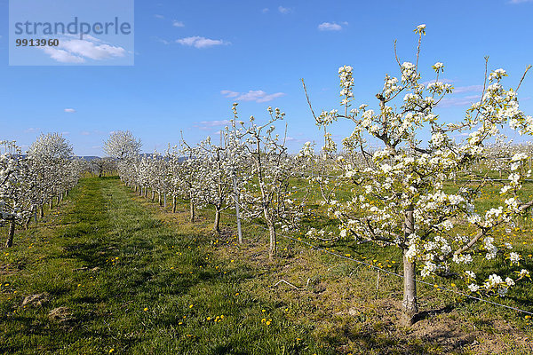 Obstbaumplantage im Frühling  Südpfalz  Pfalz  Rheinland-Pfalz  Deutschland  Europa