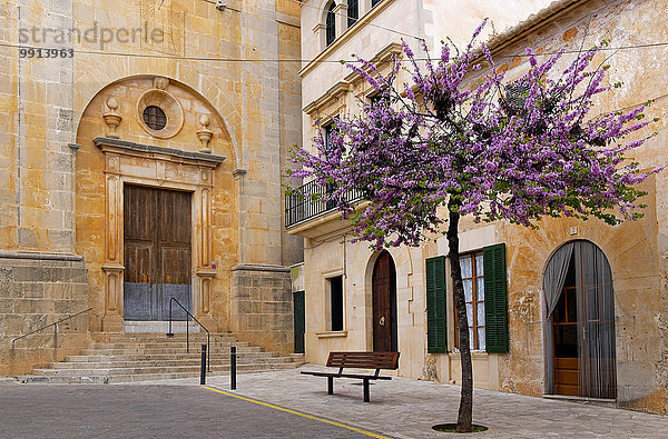 Judasbaum (Cercis siliquastrum) an der Kirche in Santanyi  Mallorca  Balearen  Spanien  Europa