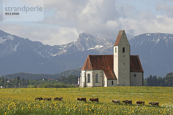 Allgäuer Kühe  Löwenzahnwiesen und die Kapelle St. Anna bei Lengenwang im Ostallgäu  Allgäuer Alpen und Aggenstein Massiv dahinter  Ostallgäu  Allgäu  Bayern  Deutschland  Europa