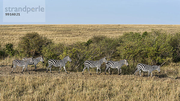 Kleine Zebraherde  Steppenzebras (Equus quagga)  Masai Mara  Kenia  Afrika