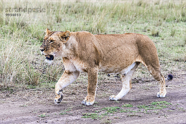 Löwin (Panthera leo) mit vielen Fliegen  Fliegenplage  Masai Mara  Kenia  Afrika