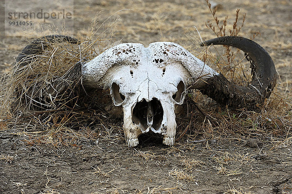 Büffelschädel  Kaffernbüffel (Syncerus caffer)  Südluangwa-Nationalpark  Sambia  Afrika