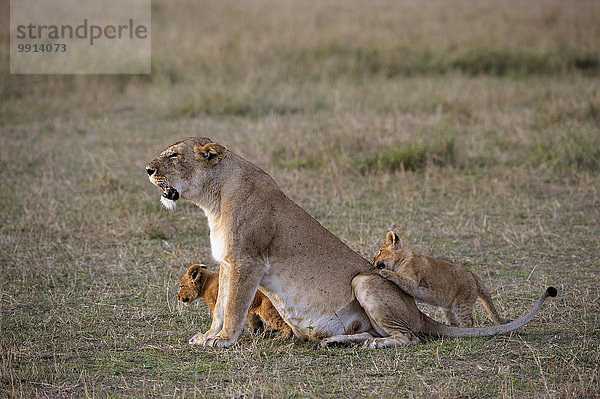 Löwin (Panthera leo) mit spielenden Löwenjungen  Masai-Mara-Nationalreservat  Kenia  Afrika