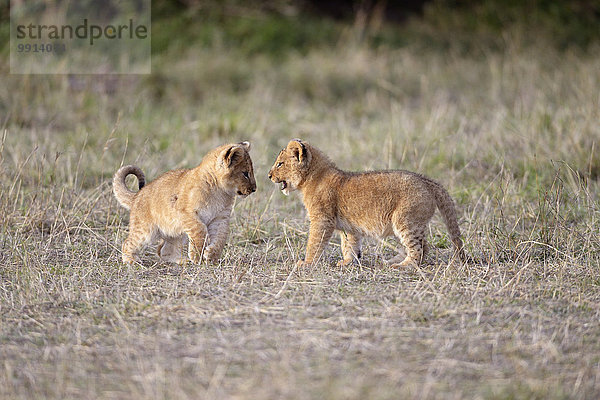 Löwen (Panthera leo)  spielende Löwenjunge  Masai-Mara-Nationalreservat  Kenia  Afrika