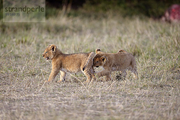 Löwen (Panthera leo)  spielende Löwenjunge  Masai-Mara-Nationalreservat  Kenia  Afrika