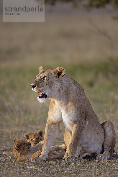 Löwin (Panthera leo) mit Löwenjungen  Masai-Mara-Nationalreservat  Kenia  Afrika