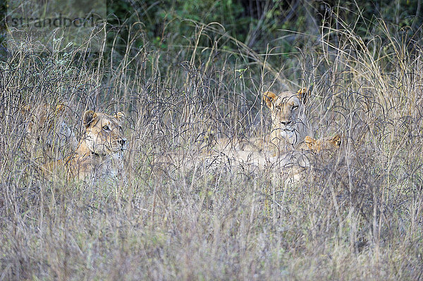 Löwinnen (Panthera leo) liegen im hohen Gras  Südluangwa-Nationalpark  Sambia  Afrika