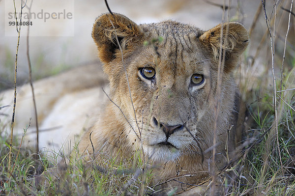 Löwin (Panthera leo)  Jungtier liegt im hohen Gras  Südluangwa-Nationalpark  Sambia  Afrika