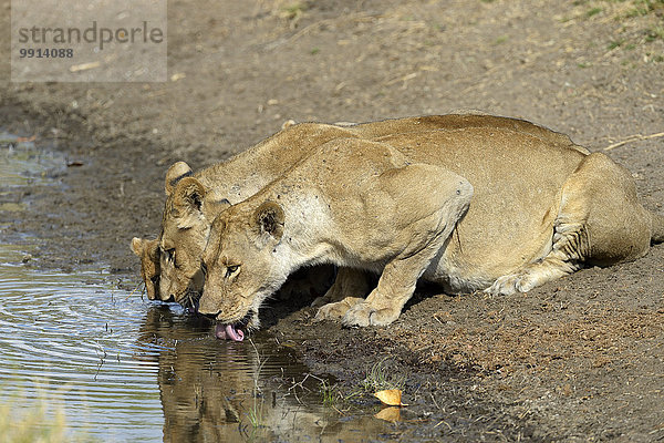 Löwinnen (Panthera leo) und Jungtier trinken am Wasserloch  Südluangwa-Nationalpark  Sambia  Afrika