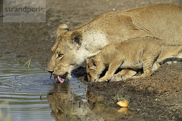 Löwin (Panthera leo) und Jungtier trinken am Wasserloch  Südluangwa-Nationalpark  Sambia  Afrika