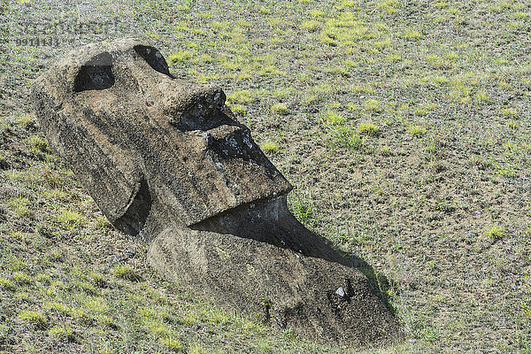 Moai am Rano Raraku  Nationalpark Rapa Nui  Unesco-Weltkulturerbe  Osterinsel  Chile  Südamerika