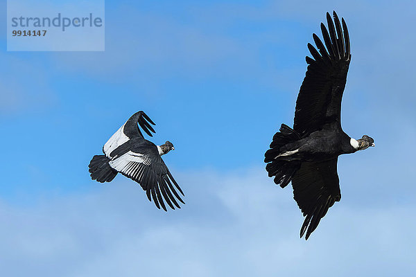 Anden-Kondore (Vultur gryphus) im Flug  Nationalpark Torres del Paine  Patagonien  Chile  Südamerika