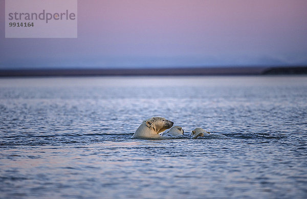 Eisbärin (Ursus maritimus) mit zwei Jungtieren im Meer  Kaktovik  Barter Island  Beaufortsee  Alaska  USA  Nordamerika