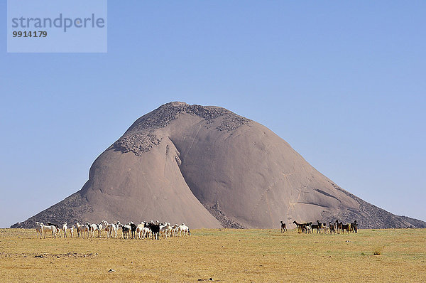 Ziegenherde vor dem Monolith Aicha in der flachen Wüste  Region Adrar  Mauretanien  Afrika