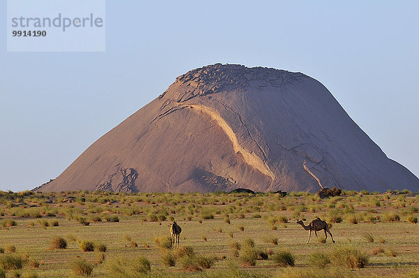 Kamele vor Ben Amira  dem zweitgrößten Monolithen der Welt  Region Adrar  Mauretanien  Afrika