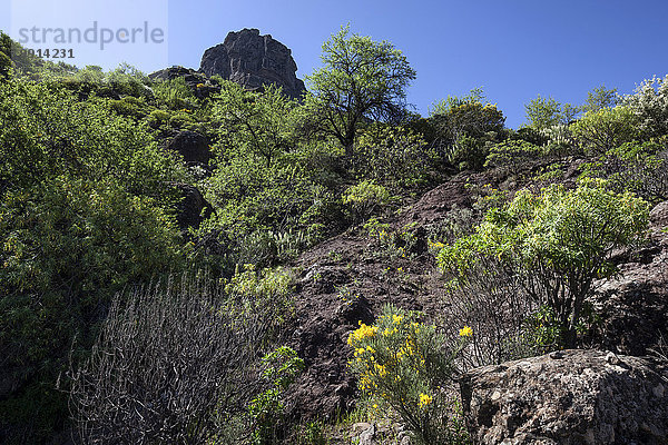 Blühende Vegetation auf einem Wanderweg unterhalb des Roque Nublo  Gran Canaria  Kanarische Inseln  Spanien  Europa