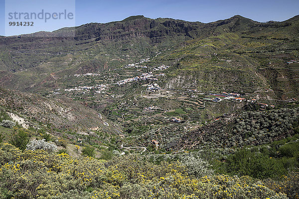 Ausblick von einem Wanderweg unterhalb des Roque Nublo auf blühende Vegetation  den Barranco de Tejeda und Tejeda  Gran Canaria  Kanarische Inseln  Spanien  Europa
