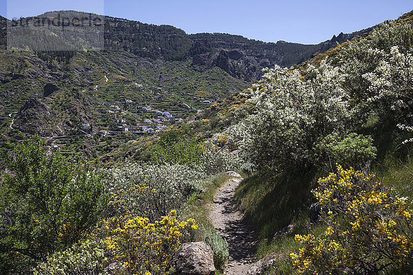 Ausblick von einem Wanderweg unterhalb des Roque Nublo auf blühende Vegetation  hinten La Culata  Gran Canaria  Kanarische Inseln  Spanien  Europa