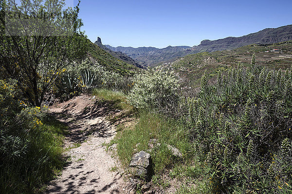 Wanderweg unterhalb des Roque Nublo in blühender Vegetation  hinten der Roque Bentayga  Gran Canaria  Kanarische Inseln  Spanien  Europa