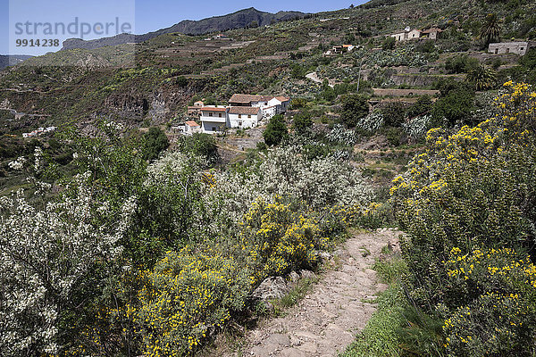 Ausblick von einem Wanderweg auf blühende Vegetation und Häuser von La Culata  Wanderweg  Gran Canaria  Kanarische Inseln  Spanien  Europa