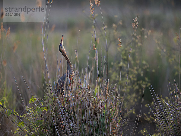 Purpurreiher (Ardea purpurea)  Baden-Württemberg  Deutschland  Europa