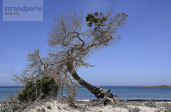 Entwurzelte Kiefer (Pinus sp.) am Naturstrand Colonia de Sant Jordi  Mallorca  Balearen  Spanien  Europa