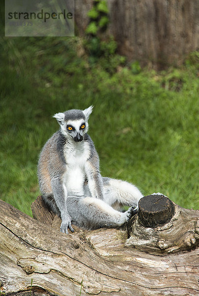 Katta (Lemur catta) sitzt auf Baumstamm  captive