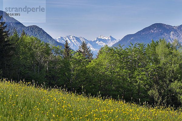 Blick von Straßberg bei Benediktbeuern  hinten das Wettersteingebirge  Oberbayern  Bayern  Deutschland  Europa